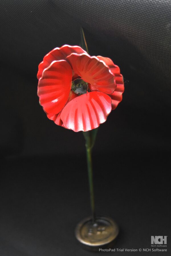 Poppy