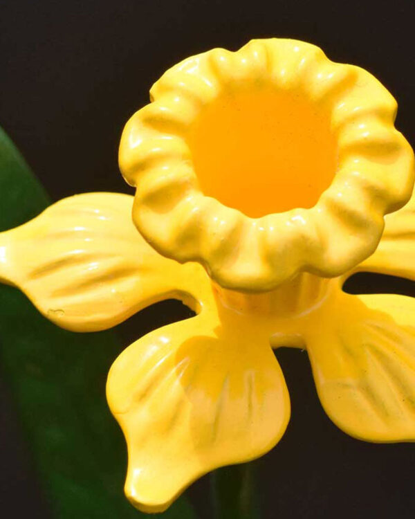 Yellow Daffodil