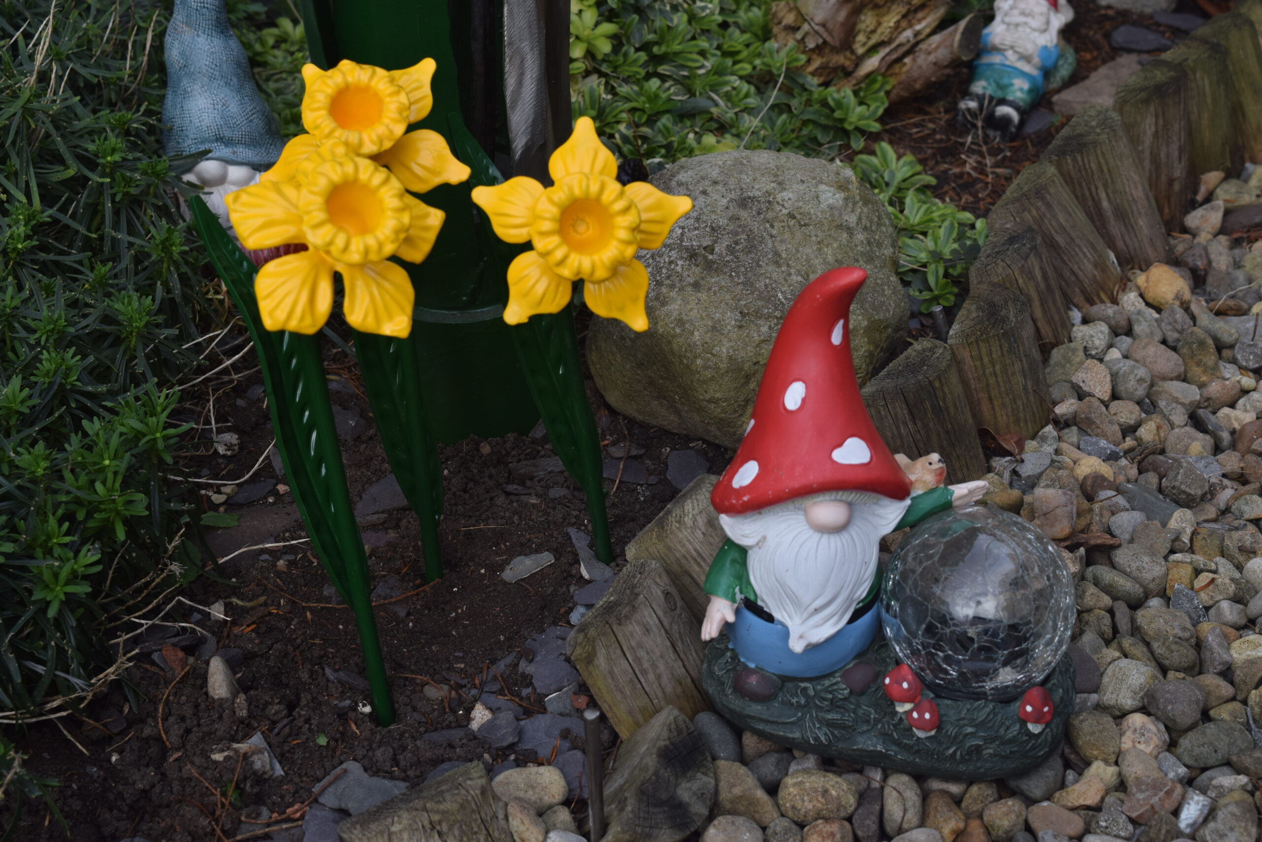 Daffodil in garden